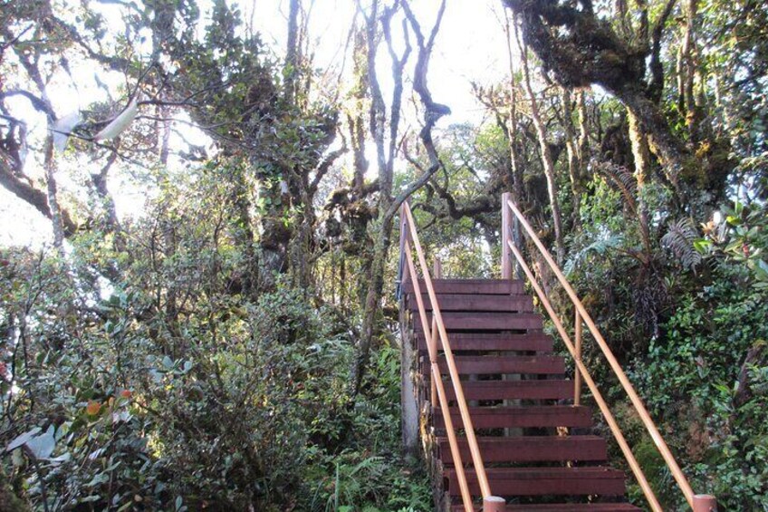 Mossy forest walk path