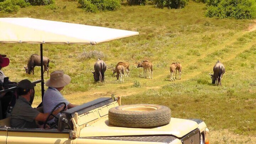 Schotia Private Game African Safari Guided Tour