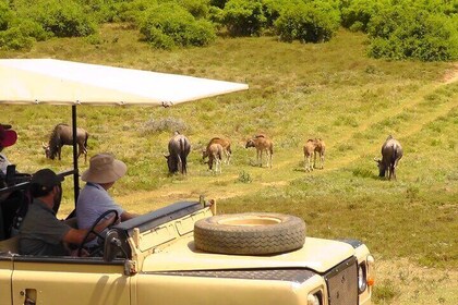 スコティアプライベートゲームアフリカンサファリガイドツアー