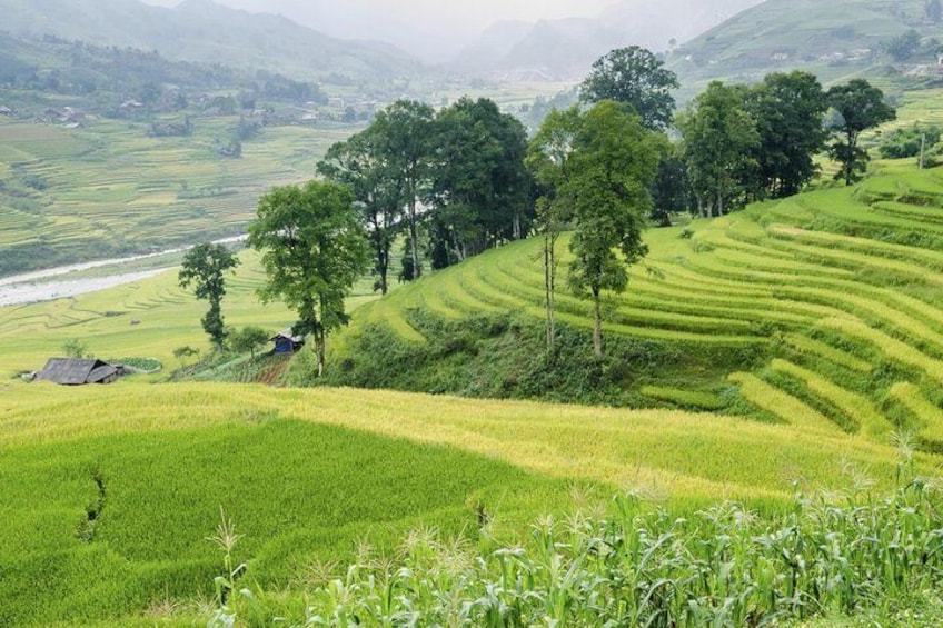 Muong Hoa valley terraced fields, Sa Pa town, Vietnam