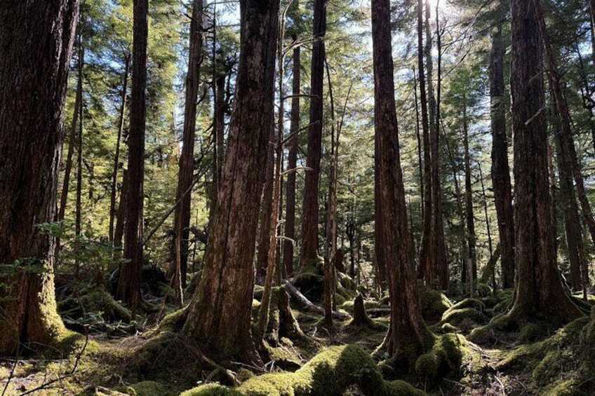 Beautiful Hike on Tongass National Forest's Lunch Creek Trail