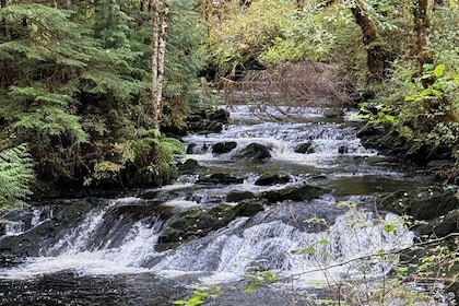 Beautiful Hike on Tongass National Forest's Lunch Creek Trail