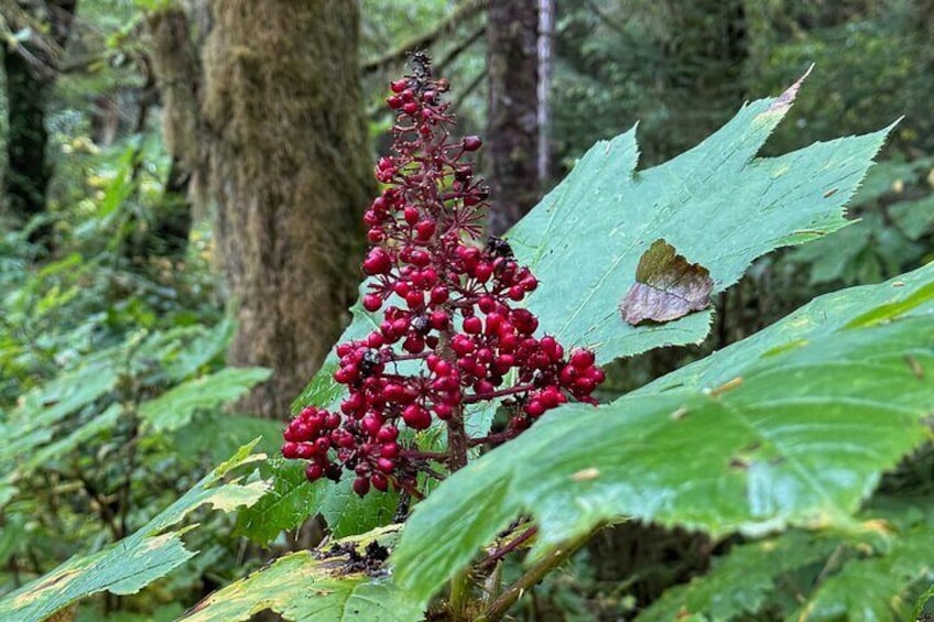 Beautiful Hike on Tongass National Forest's Lunch Creek Trail