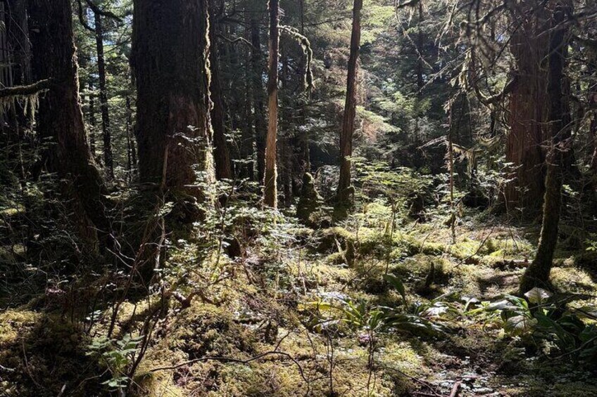 Beautiful Hike on Tongass National Forest's Lunch Creek Trail