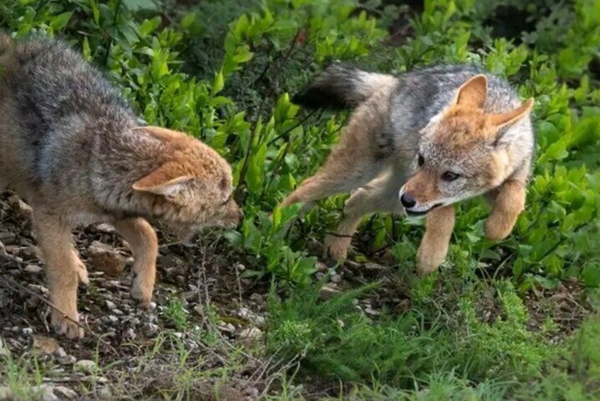 Black backed jackal puppies