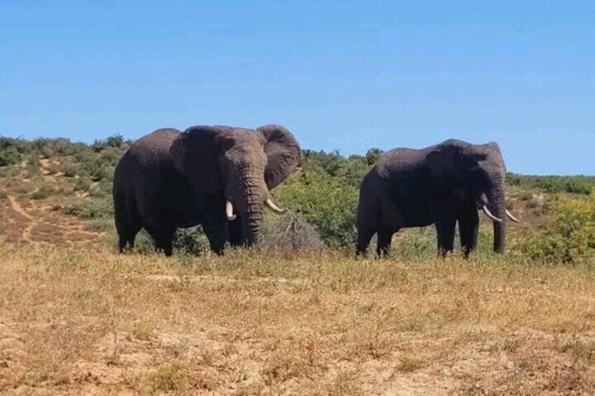 2/3 Days Addo Elephant National Park Safari