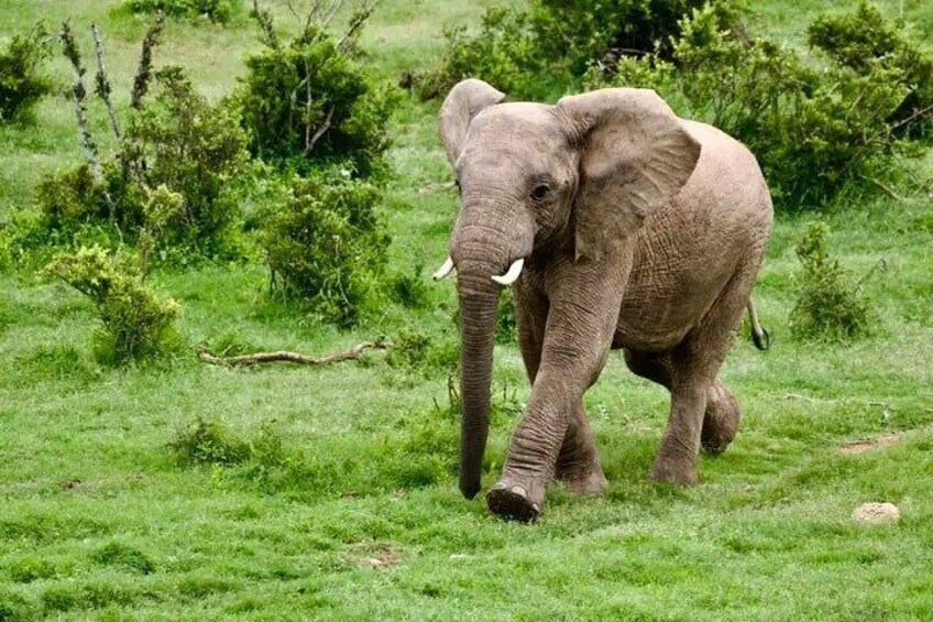 2/3 Days Addo Elephant National Park Safari