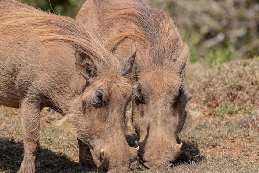 2/3 Days Addo Elephant National Park Safari