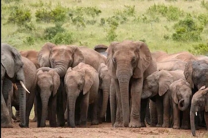 5-Days Garden Route Tour From Port Elizabeth to Cape Town