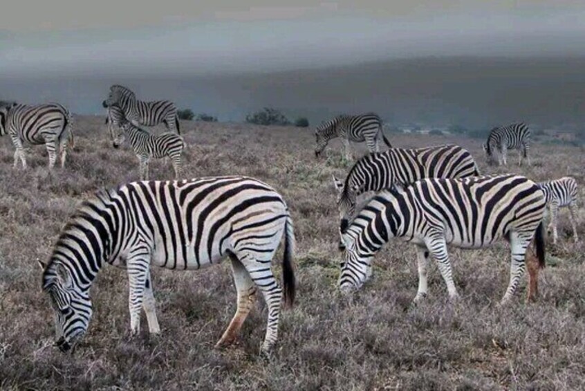 Plan Zebra AENP