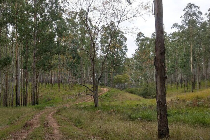 Scenic Tour in the Hastings Hinterland region from Port Macquarie