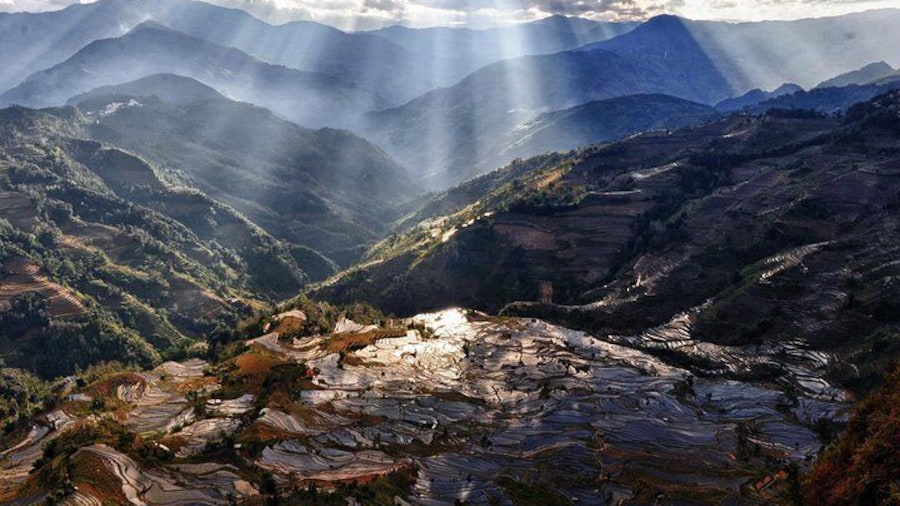 Rice Terraces