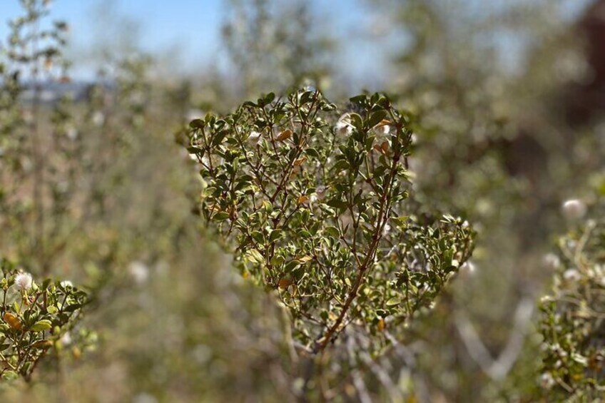 learn about the local flora