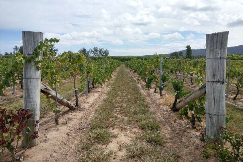 Port Macquarie Hastings Tasting Trail Tour with Wine and Beer