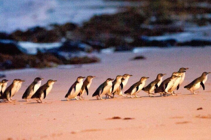 Puffing Billy and Penguin Parade's Nightly Wonders 