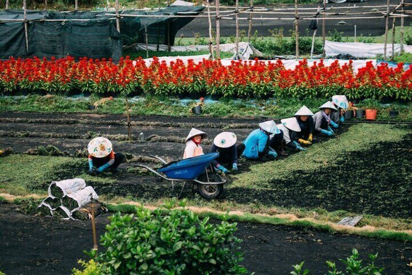 flower farm