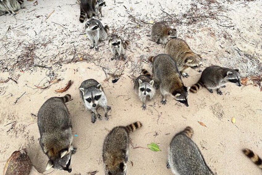 Raccoon Island in a Private Boat Tour