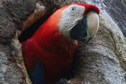 Guided Naturalist Walk in Curu Wilderness Refuge