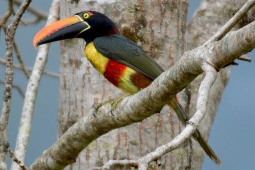 Guided Naturalist Walk in Curu Wilderness Refuge