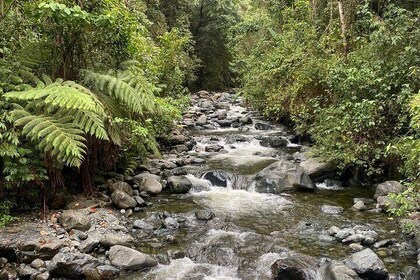 Pance Trail: Experience Waterfalls, Wildlife, and Scenic Views