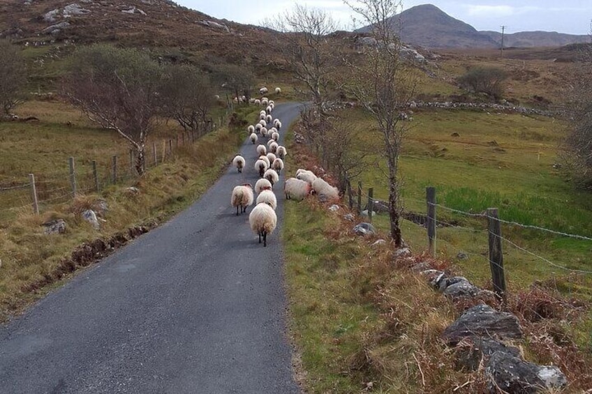 Black Faced Sheep