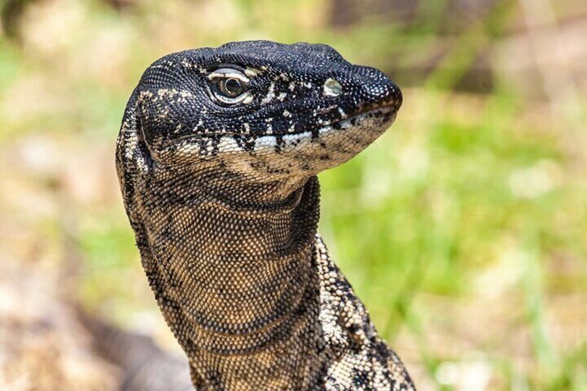 Goanna