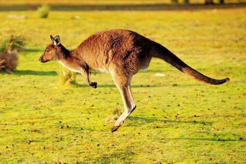 Kangaroo