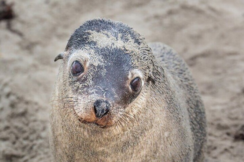 Australian Sealion pup