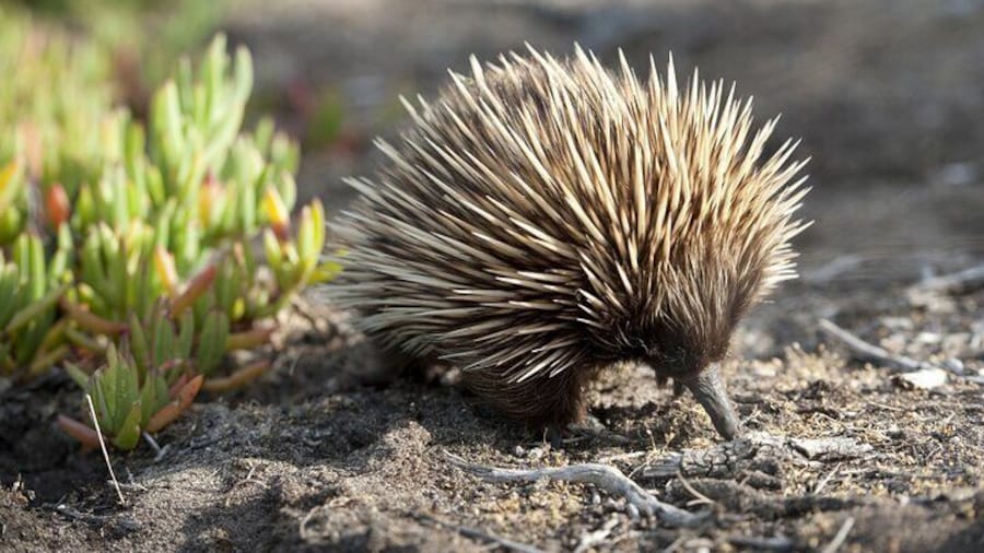 Echidna