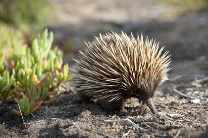 Cruise Ship Wildlife Tour