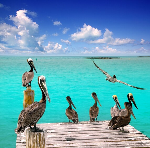 2 for 1: Chichen Itza & Catamaran to Isla Mujeres