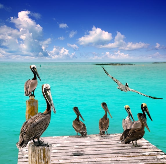 2 for 1: Chichen Itza & Catamaran to Isla Mujeres