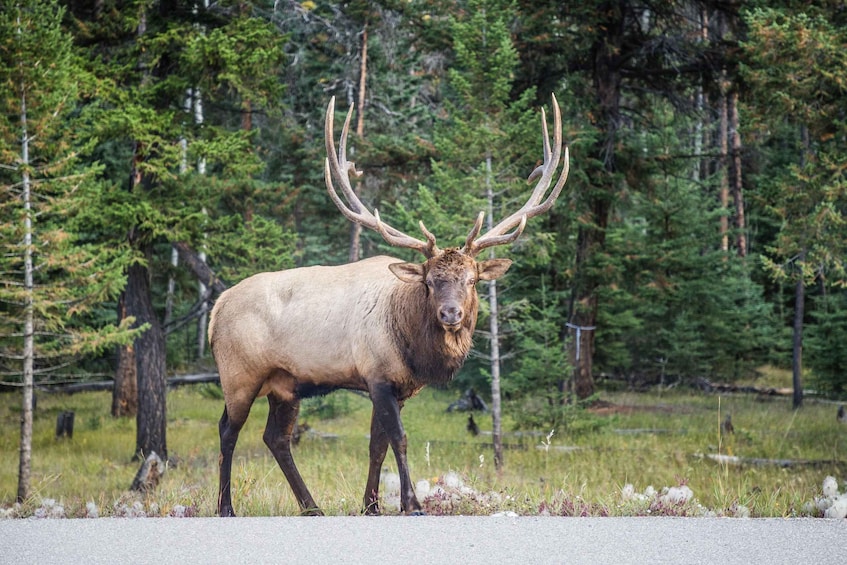 Picture 23 for Activity Banff: Explore Banff & Jasper National Parks (5-Days)