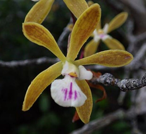 Picture 3 for Activity Everglades: Everglades Alligators and Orchids Kayak Eco Tour