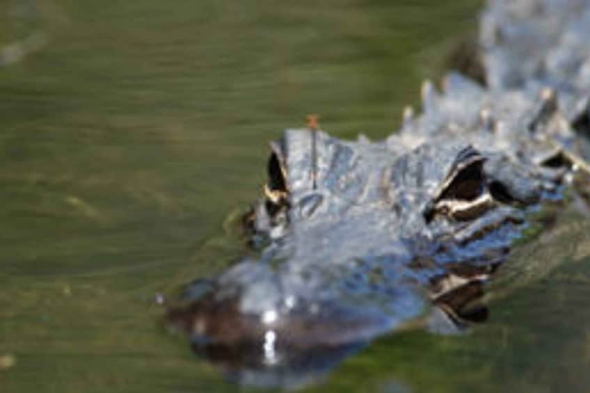 Everglades: Everglades Alligators and Orchids Kayak Eco Tour