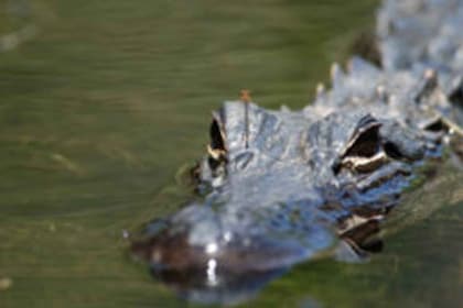 Everglades: Everglades alligatorer och orkidéer Kajak Eco Tour