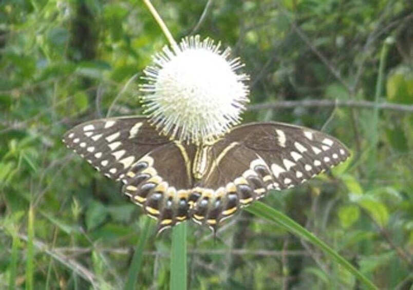 Picture 1 for Activity Everglades: Everglades Alligators and Orchids Kayak Eco Tour