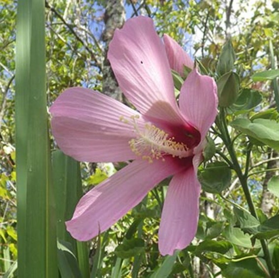 Picture 2 for Activity Everglades: Everglades Alligators and Orchids Kayak Eco Tour