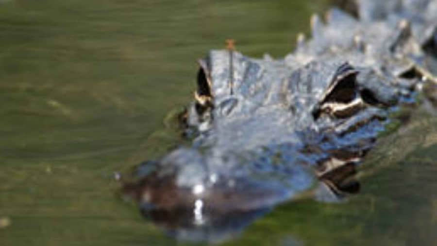 Everglades: Everglades Alligators and Orchids Kayak Eco Tour
