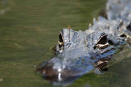 Everglades: Everglades Alligatoren und Orchideen Kajak Eco Tour