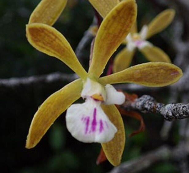 Picture 3 for Activity Everglades: Everglades Alligators and Orchids Kayak Eco Tour