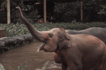 Visita de medio día al santuario de elefantes de Bo Phut en Koh Samui