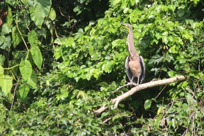 Kayak Tour in Tortuguero Canals with Tourist Guide