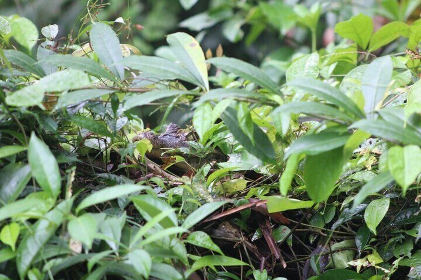 Kayak Tour in Tortuguero Canals with Tourist Guide