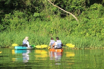 Kayak Tour in Tortuguero Canals with Tourist Guide