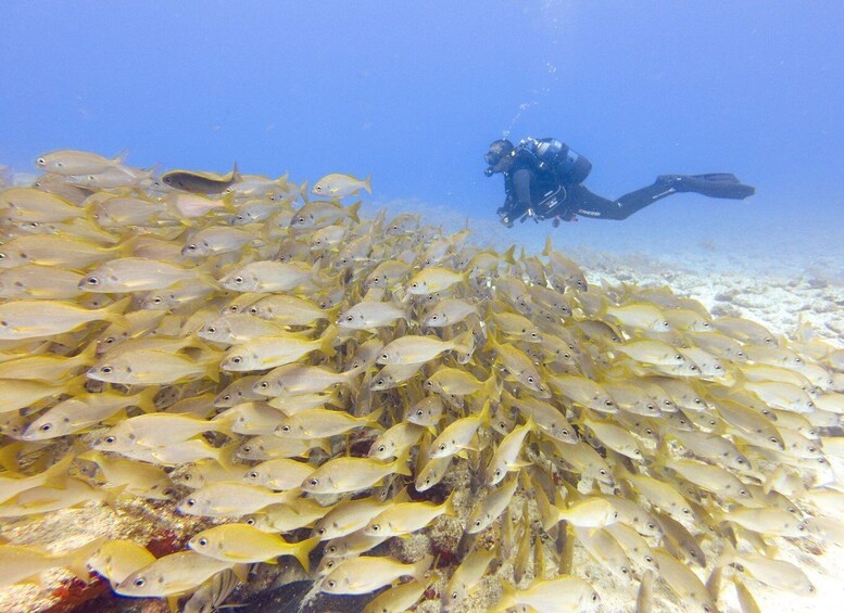 Picture 3 for Activity Gran Canaria Discover Scuba Diving Beginners Course