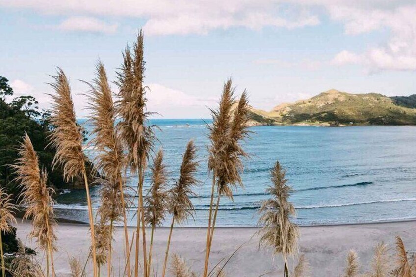 Auckland Region | Multi Island Hopper Package Tour