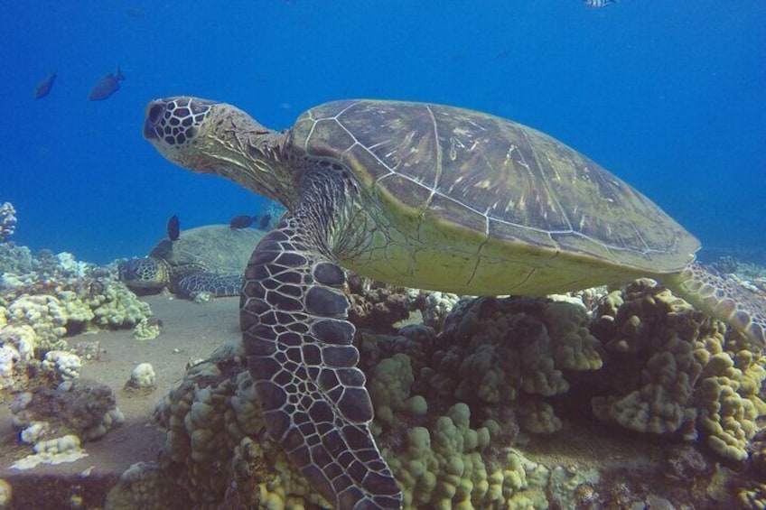 Introductory Scuba OR Refresher Class AND Dive!!! No Experience Needed (Lahaina)