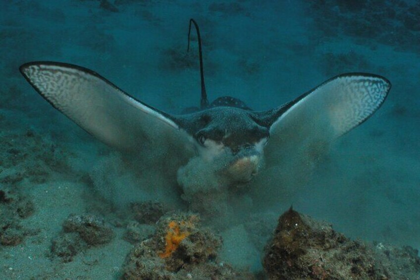 Introductory Scuba Dive No Experience Needed in Lahaina, Kaanapali