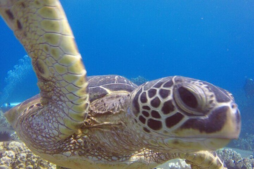 Introductory Scuba Dive No Experience Needed in Lahaina, Kaanapali